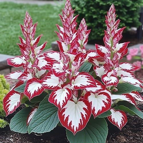 Hosta Plant Seeds -Elegant White and RedVarieties for Stunning Outdoor Spaces, Perfectfor All Skill Levels