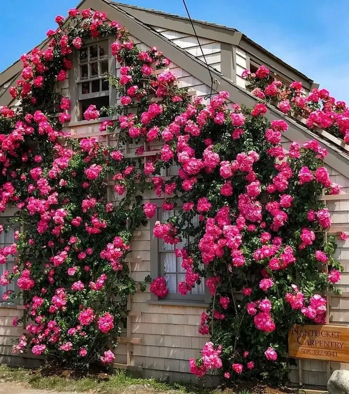 [Promise: Germinate or Refund]Mixed-color Climbing Rose Seeds 200pcs, Easy to grow, Year-round Planting Garden Flower Red Pink