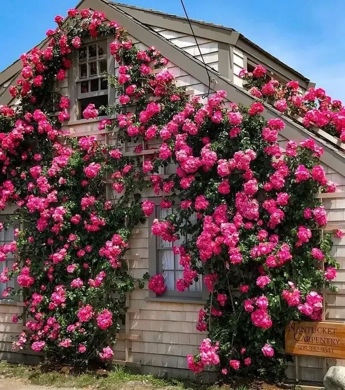 [Promise: Germinate or Refund]Mixed-color Climbing Rose Seeds 200pcs, Easy to grow, Year-round Planting Garden Flower Red Pink