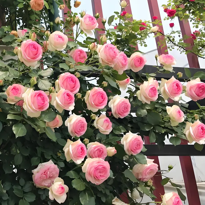 200 pcs mixed flower seeds Climbing vine rose all season flowering Climbing wall climbing courtyard houseplant Garden Outdoor