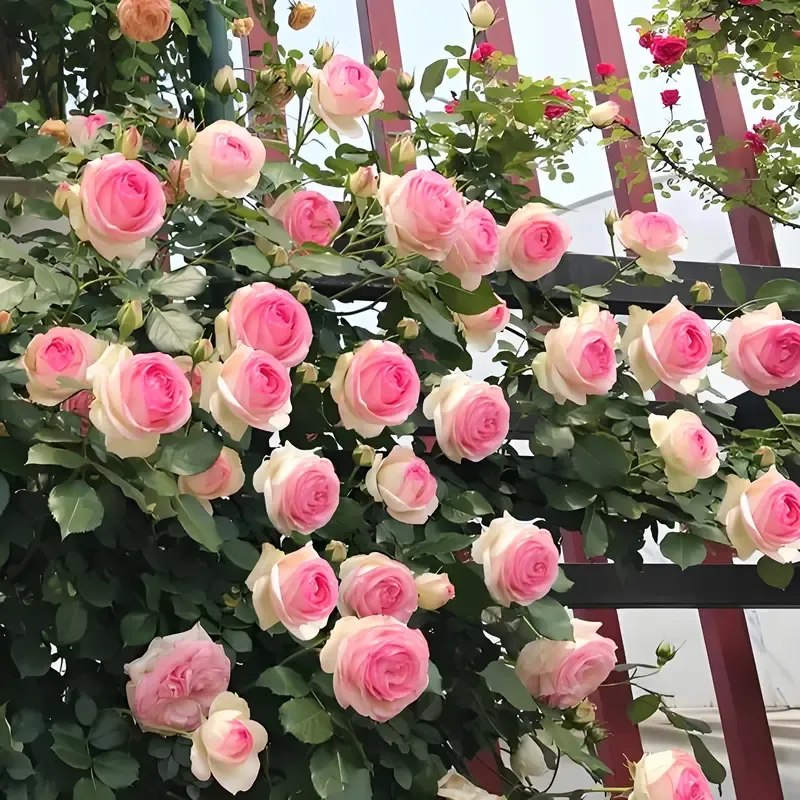 200 pcs mixed flower seeds Climbing vine rose all season flowering Climbing wall climbing courtyard houseplant Garden Outdoor
