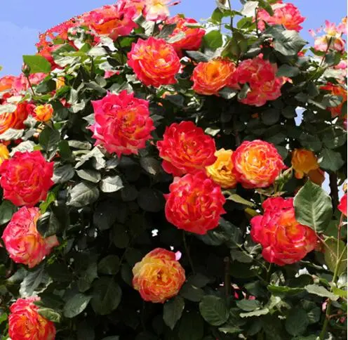 [Promise: Germinate or Refund]Mixed-color Climbing Rose Seeds 200pcs, Easy to grow, Year-round Planting