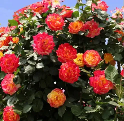 [Promise: Germinate or Refund]Mixed-color Climbing Rose Seeds 200pcs, Easy to grow, Year-round Planting