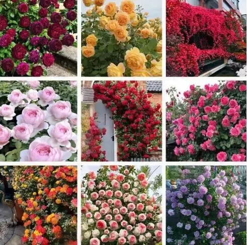 [Promise: Germinate or Refund]Mixed-color Climbing Rose Seeds 200pcs, Easy to grow, Year-round Planting