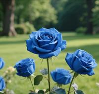 800+pcs BLUE Color Thornless Rose Seeds Eustoma/Lisianthus Grandiflorum Thornless Rose Seeds , Easy to Grow, Year-round Planting Garden Flower Pink Decorative