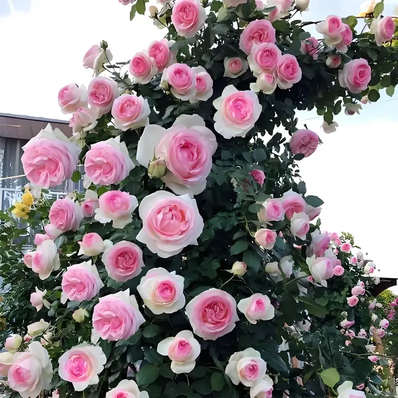 200 pcs mixed flower seeds Climbing vine rose all season flowering Climbing wall climbing courtyard houseplant Garden Outdoor