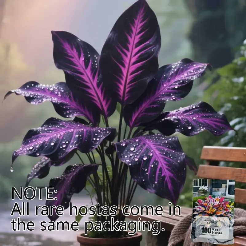 Rare Hosta Flower Seeds for Perennial Shade Garden Ornamental Foliage for Landscaping Outdoor