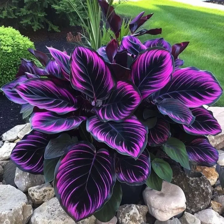[Promise: Germinate or Refund] 100 Mixed Color Hosta Seeds| Shade-Loving Perennials with Stunning Foliage| Easy to Grow, Low Maintenance & Perfect for Pots or Garden Beds| Year-Round Beauty for Any Space , Same packaging