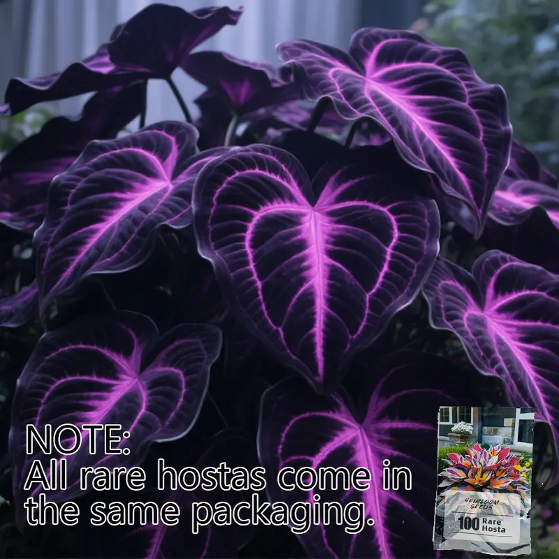 Rare Hosta Flower Seeds for Perennial Shade Garden Ornamental Foliage for Landscaping Outdoor