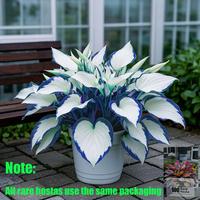 White-Centered Blue-Edged Hosta Seeds, Medium-Large Perennial Hosta Plants for Elegant Garden Borders Patio Pothos Collection Outdoor Decorative