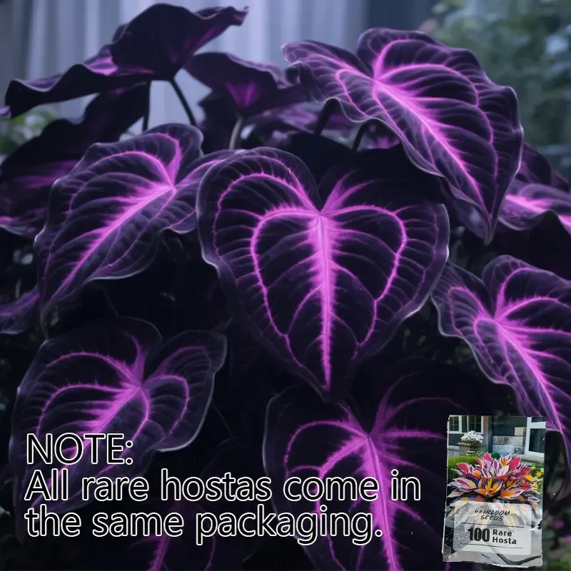 Rare Hosta Flower Seeds for Perennial Shade Garden Ornamental Foliage for Landscaping Outdoor