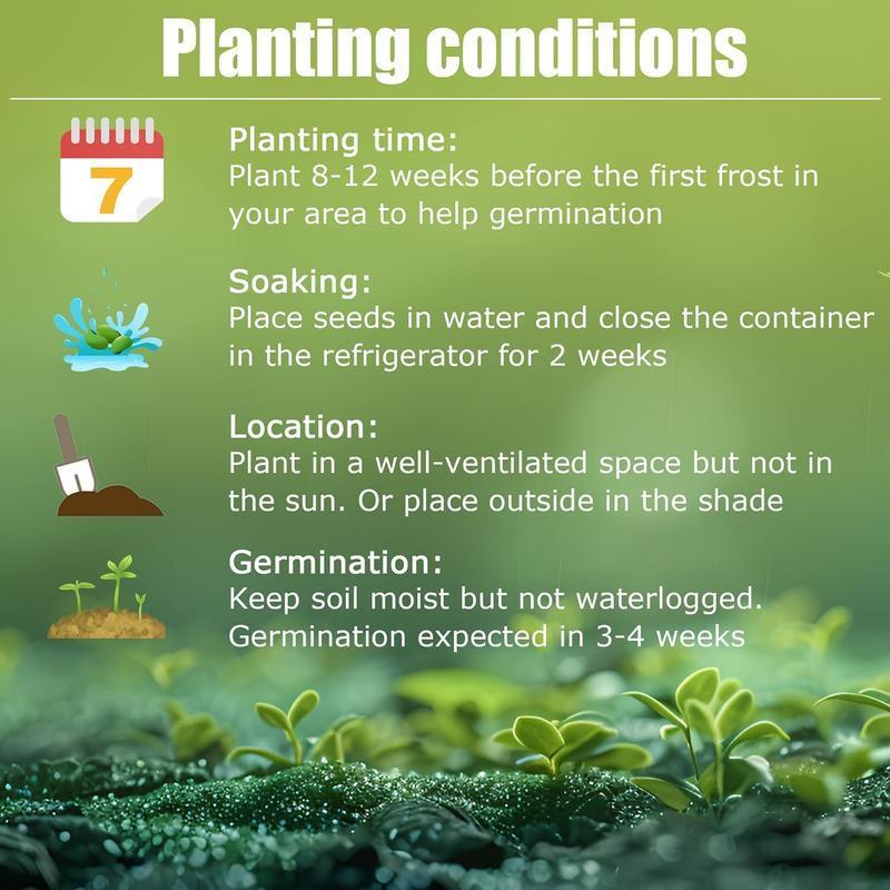 Rare Hosta Flower Seeds for Perennial Shade Garden Ornamental Foliage for Landscaping Outdoor