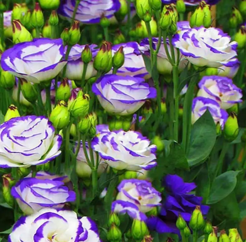 200+pcs Mixed Color Thornless Rose Seeds Eustoma/Lisianthus Grandiflorum Thornless Rose Seeds , Easy to Grow, Year-round Planting Garden Flower Pink Decorative