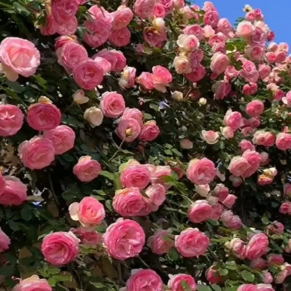 [Promise: Germinate or Refund]Mixed-color Climbing Rose Seeds 200pcs, Easy to grow, Year-round Planting Garden Flower Red Pink