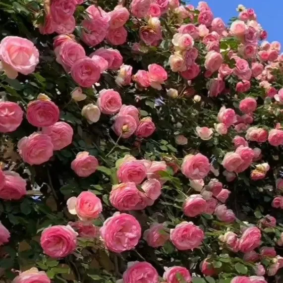 [Promise: Germinate or Refund]Mixed-color Climbing Rose Seeds 200pcs, Easy to grow, Year-round Planting Garden Flower Red Pink