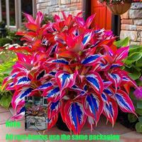 Hosta Seeds, 100 Rare White& Red Hosta with Blue Variations - Perennial Plants for Outdoor Gardens, Pollinator Attraction, Indoor Bonsai Decoration Pothos Collection