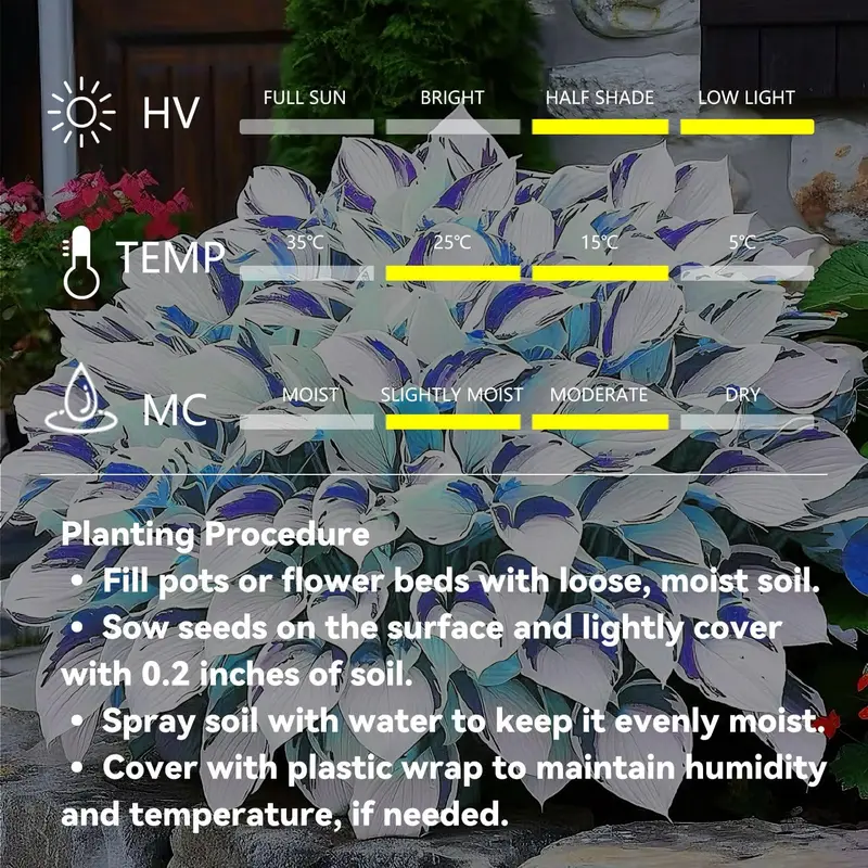 White-Centered Blue-Edged Hosta Seeds, Medium-Large Perennial Hosta Plants for Elegant Garden Borders Patio Pothos Collection Outdoor Decorative