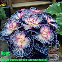 Rare Hosta Flower Seeds for Perennial Shade Garden Ornamental Foliage for Landscaping Outdoor
