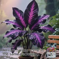 Rare Hosta Flower Seeds for Perennial Shade Garden Ornamental Foliage for Landscaping Outdoor