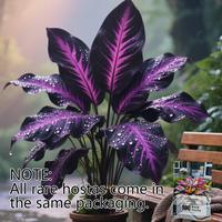 Rare Hosta Flower Seeds for Perennial Shade Garden Ornamental Foliage for Landscaping Outdoor