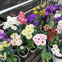 200+pcs Mixed Color Thornless Rose Seeds Eustoma/Lisianthus Grandiflorum Thornless Rose Seeds , Easy to Grow, Year-round Planting Garden Flower Pink Decorative