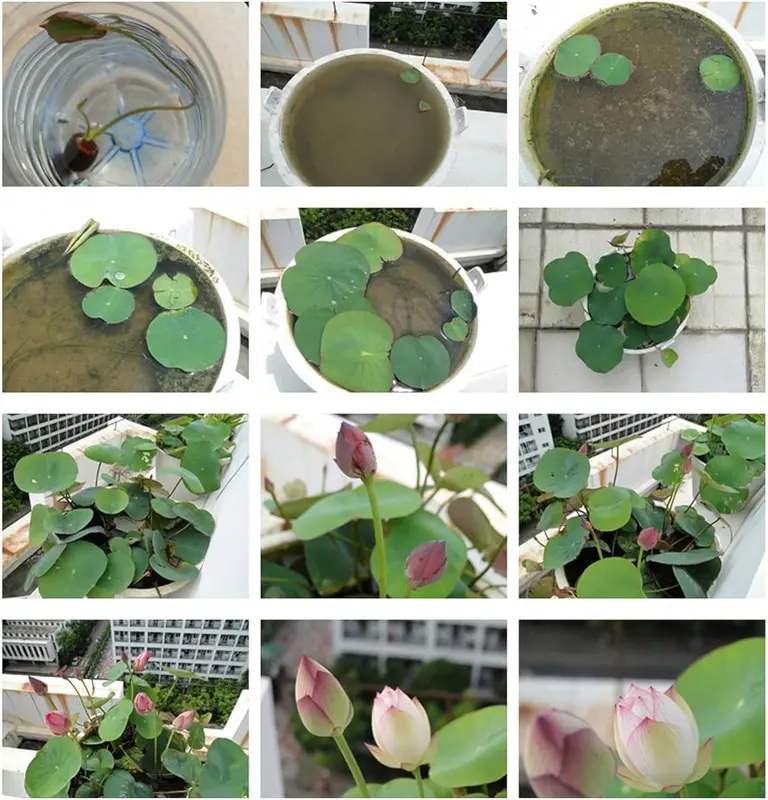 [Promise: Germinate or Refund]40PCS Bowl Lotus Seeds Bonsai Lotus Seeds for Planting Water Lily Flower Aquatic Plants Seed Pond Plants Non GMO Home Garden Plant Seed Flowering Aquatic Bonsai Plant (Nelumbo)