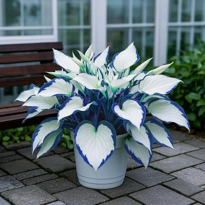 White-Centered Blue-Edged Hosta Seeds, Medium-Large Perennial Hosta Plants for Elegant Garden Borders Patio Pothos Collection Outdoor Decorative