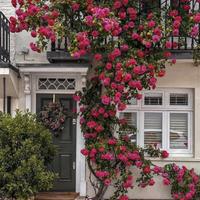 [Promise: Germinate or Refund]Mixed-color Climbing Rose Seeds 200pcs, Easy to grow, Year-round Planting