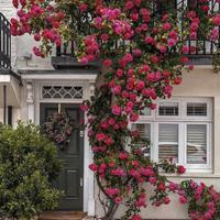 [Promise: Germinate or Refund]Mixed-color Climbing Rose Seeds 200pcs, Easy to grow, Year-round Planting