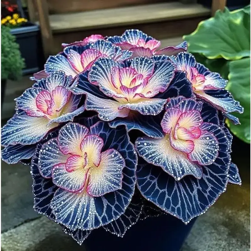 Rare Hosta Flower Seeds for Perennial Shade Garden Ornamental Foliage for Landscaping Outdoor