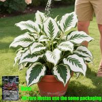 Rare Hosta Flower Seeds for Perennial Shade Garden Ornamental Foliage for Landscaping Outdoor