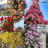 [Promise: Germinate or Refund]Mixed-color Climbing Rose Seeds 200pcs, Easy to grow, Year-round Planting Garden Flower Red Pink