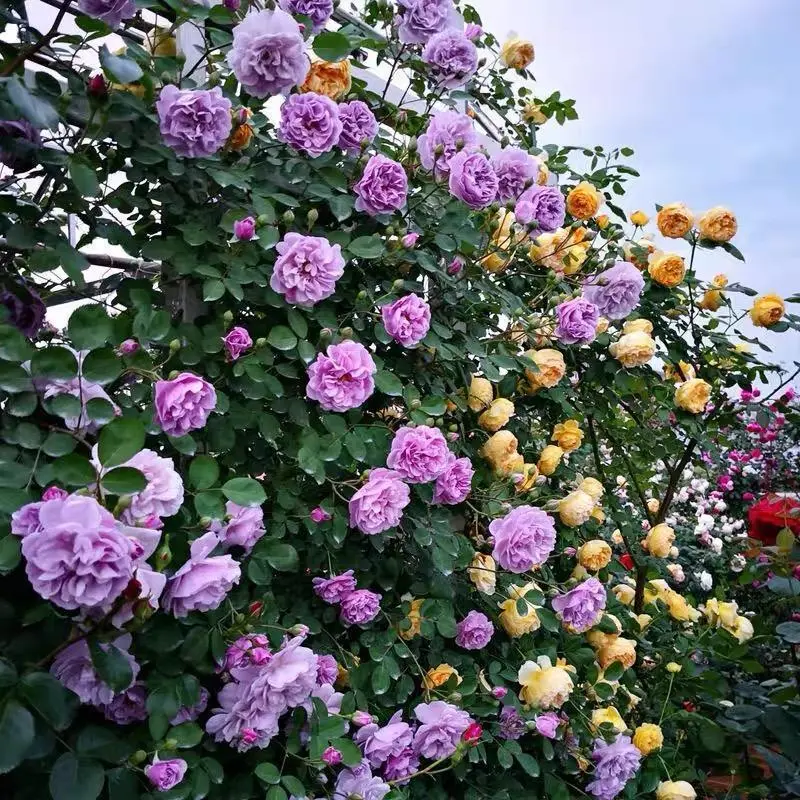 [Promise: Germinate or Refund]Mixed-color Climbing Rose Seeds 200pcs, Easy to grow, Year-round Planting Garden Flower Red Pink