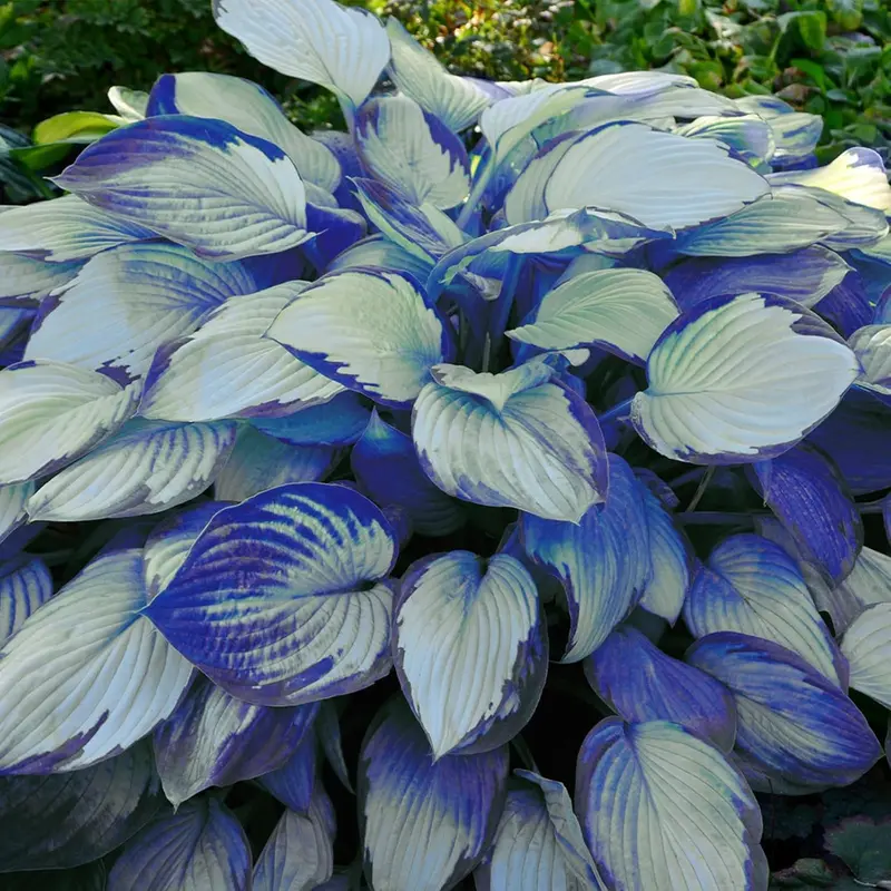 White-Centered Blue-Edged Hosta Seeds, Medium-Large Perennial Hosta Plants for Elegant Garden Borders Patio Pothos Collection Outdoor Decorative