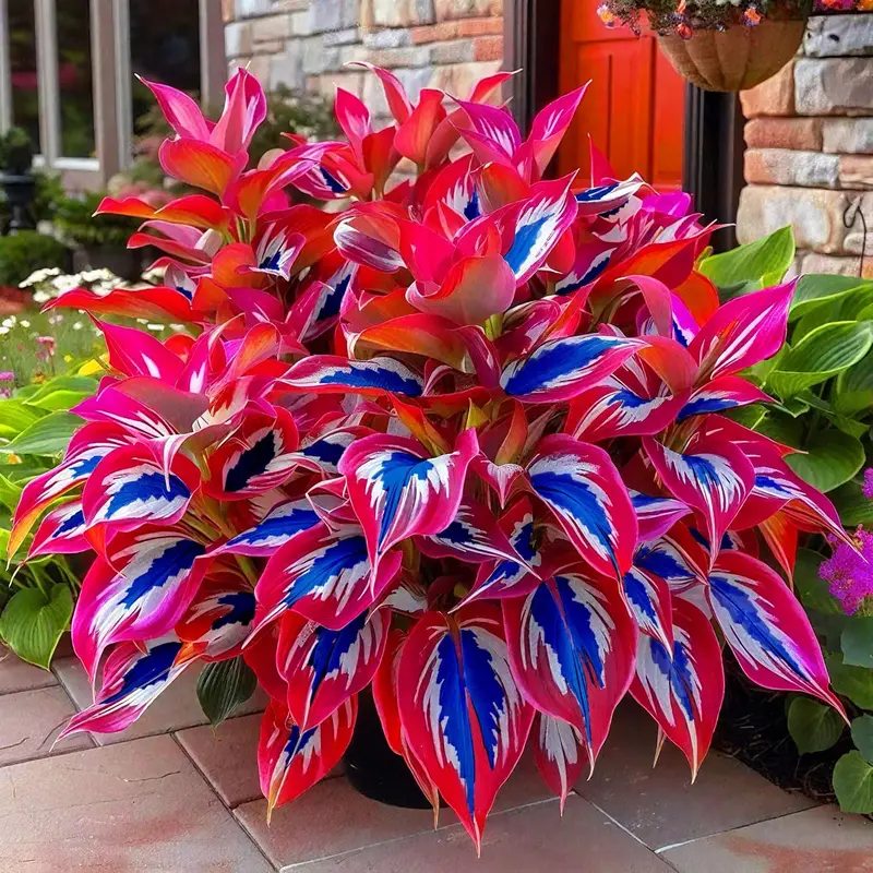 Hosta Seeds, 100 Rare White& Red Hosta with Blue Variations - Perennial Plants for Outdoor Gardens, Pollinator Attraction, Indoor Bonsai Decoration Pothos Collection
