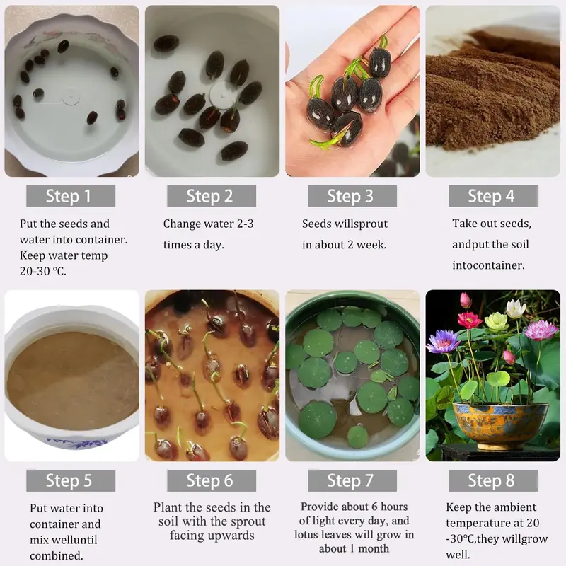 [Promise: Germinate or Refund]40PCS Bowl Lotus Seeds Bonsai Lotus Seeds for Planting Water Lily Flower Aquatic Plants Seed Pond Plants Non GMO Home Garden Plant Seed Flowering Aquatic Bonsai Plant (Nelumbo)
