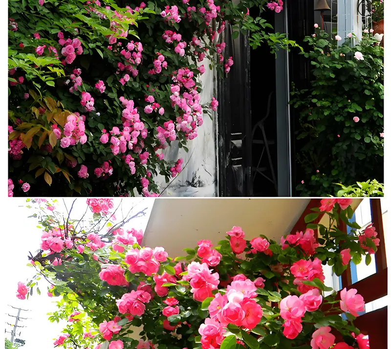 200 pcs mixed flower seeds Climbing vine rose all season flowering Climbing wall climbing courtyard houseplant Garden Outdoor