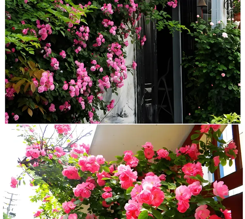 200 pcs mixed flower seeds Climbing vine rose all season flowering Climbing wall climbing courtyard houseplant Garden Outdoor