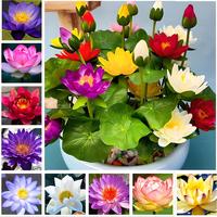 [Promise: Germinate or Refund]40PCS Bowl Lotus Seeds Bonsai Lotus Seeds for Planting Water Lily Flower Aquatic Plants Seed Pond Plants Non GMO Home Garden Plant Seed Flowering Aquatic Bonsai Plant (Nelumbo)