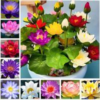 [Promise: Germinate or Refund]40PCS Bowl Lotus Seeds Bonsai Lotus Seeds for Planting Water Lily Flower Aquatic Plants Seed Pond Plants Non GMO Home Garden Plant Seed Flowering Aquatic Bonsai Plant (Nelumbo)