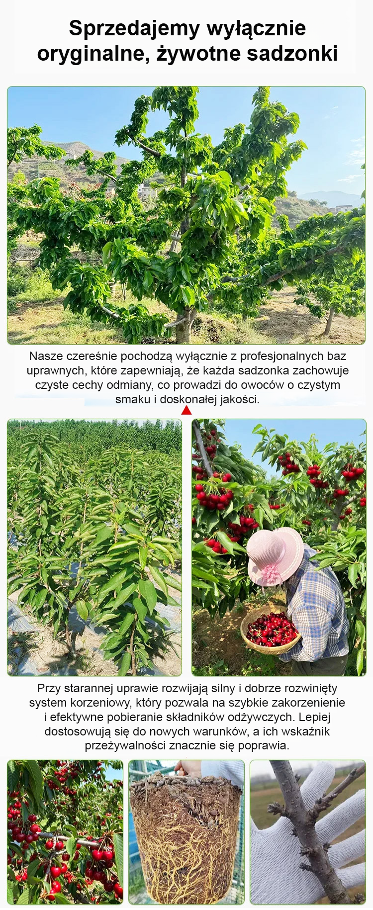 波兰-翻译件-HFH-【当年结果】车厘子树苗-1308471-系统_15.png