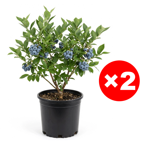 [PFLANZSAISON-ANGEBOT] Zweijährige Premium-Heidelbeer-Setzlinge aus dem Alten Land