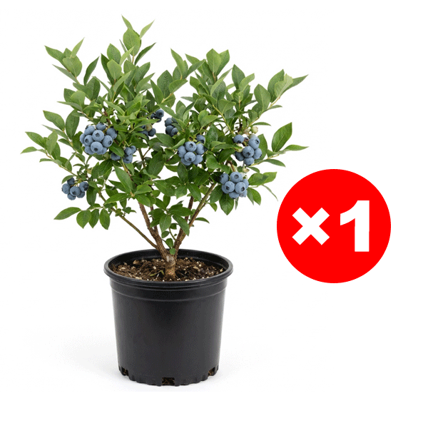 [PFLANZSAISON-ANGEBOT] Zweijährige Premium-Heidelbeer-Setzlinge aus dem Alten Land