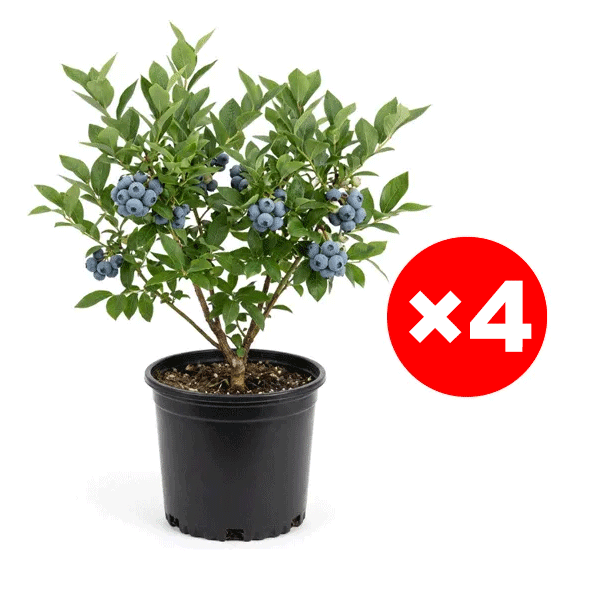 [PFLANZSAISON-ANGEBOT] Zweijährige Premium-Heidelbeer-Setzlinge aus dem Alten Land