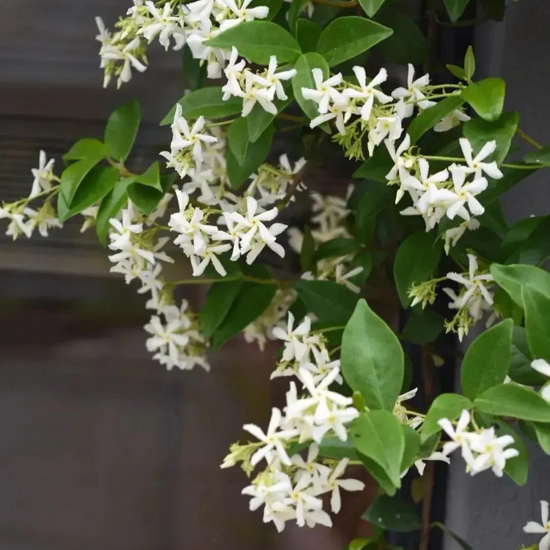 Perfume Jasmine Seeds – Winter Planting, Perennial Blooms & Fragrant Garden Elegance (Only seeds, without flower pot)