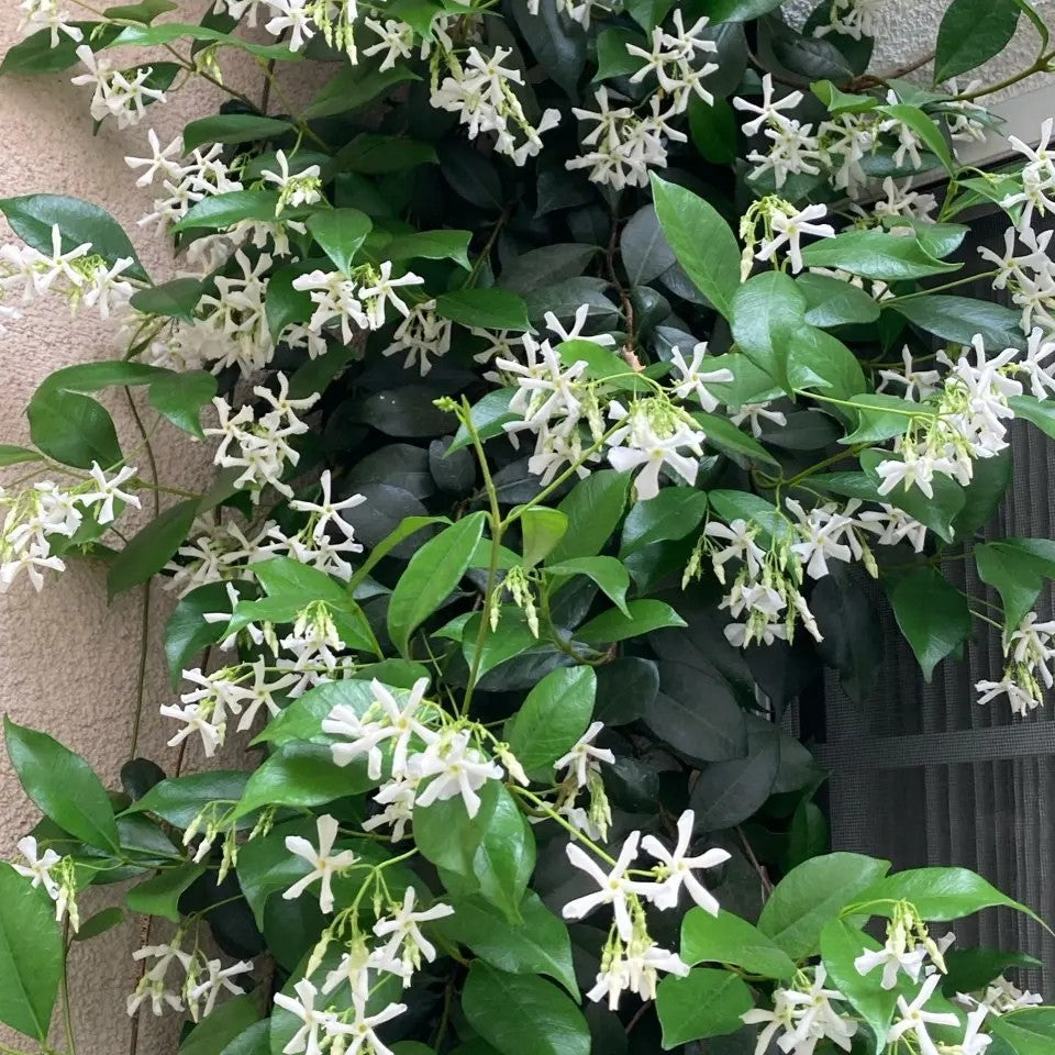 Perfume Jasmine Seeds – Winter Planting, Perennial Blooms & Fragrant Garden Elegance (Only seeds, without flower pot)