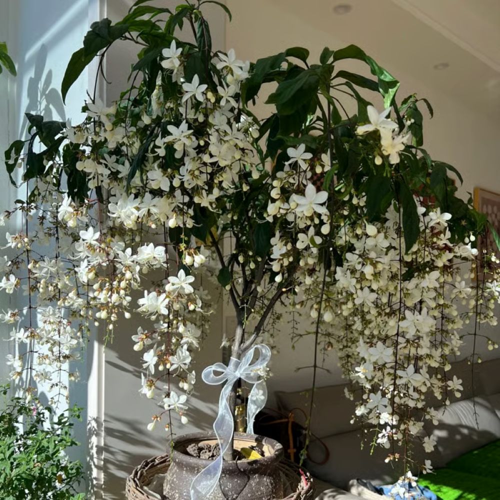 Perfume Jasmine Seeds – Winter Planting, Perennial Blooms & Fragrant Garden Elegance (Only seeds, without flower pot)