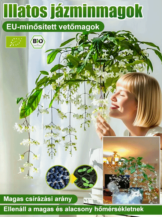 【Illat messzire terjed】Erős illatú lógó jázminmagok