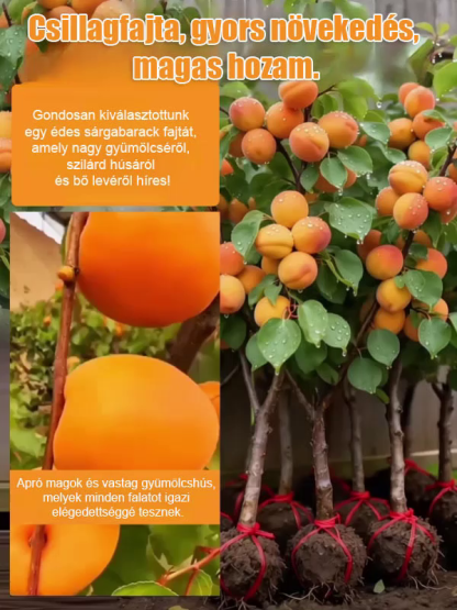 ✨"Természetes inzulinnak" hívják őket. ✨ Ezek kiváló minőségű sárgabarackok Kitsey-ből.
