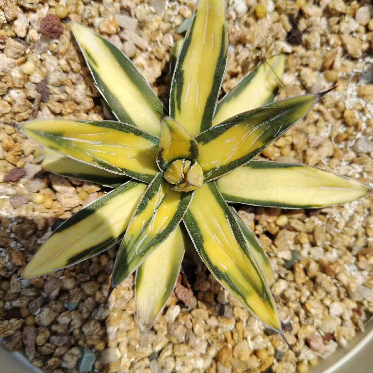 6-8cm Agave victoriae-reginae Sun King